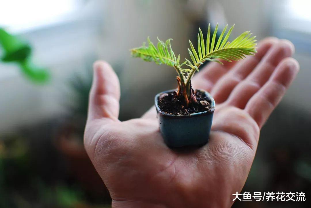 在院子里种上不用经常管理的铁树, 没想到结的果子还能吃