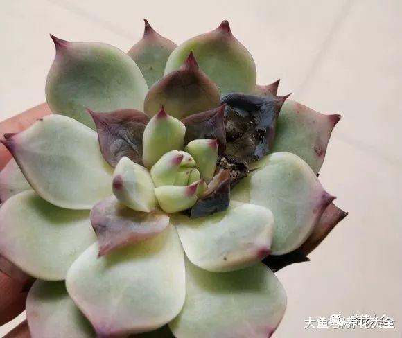 多肉黑腐掉叶子? 给它加个小风扇, 虫子都不招了!