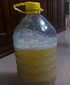 邻居养虎皮兰有妙招, 来点“黄豆水”, 不仅花根壮实叶还亮!