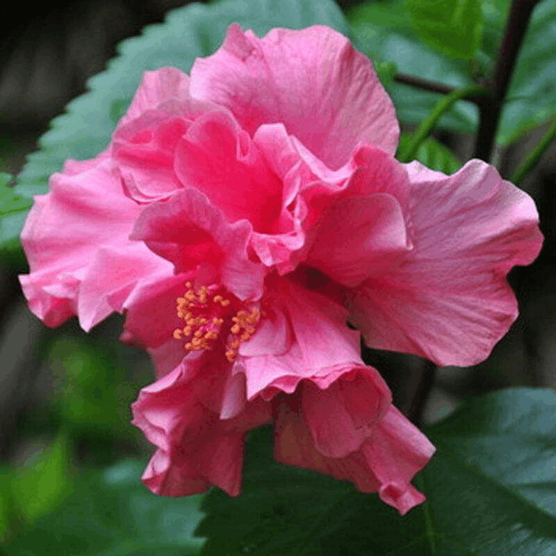 秋天就种这3种花, 不光好“养活”, 还能从春开到冬!