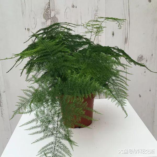 文竹养桌面上怎样才能常年翠绿, 根系不长咋办?
