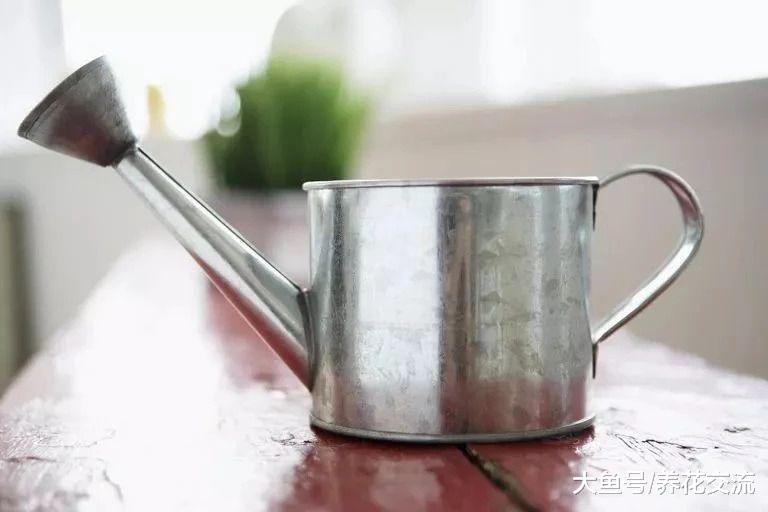 盆栽的琴叶榕叶子经常长黑斑, 很有可能是这5点没有做好