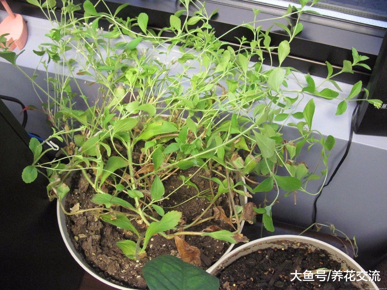 在家里种上这种香草植物有助戒烟, 摘下的叶子泡茶很甜