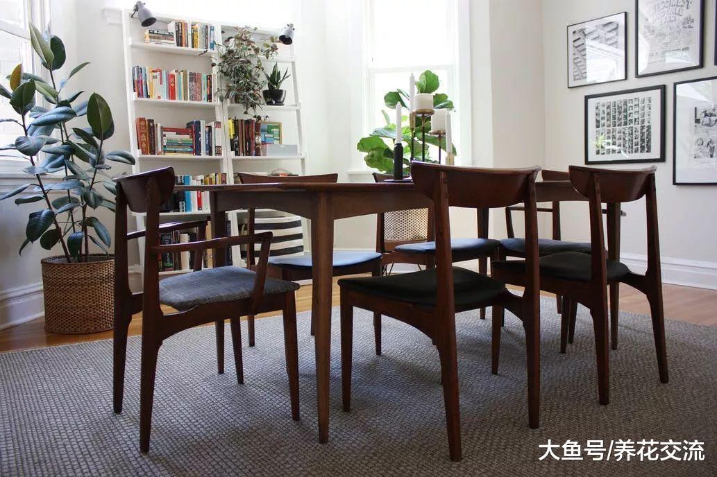 不用怎么管理的橡皮树, 养在窗台边还能攀附向上生长