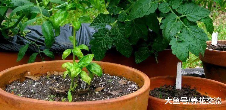 食用醋在院子里的11种园艺作用, 清除病虫的使用技巧