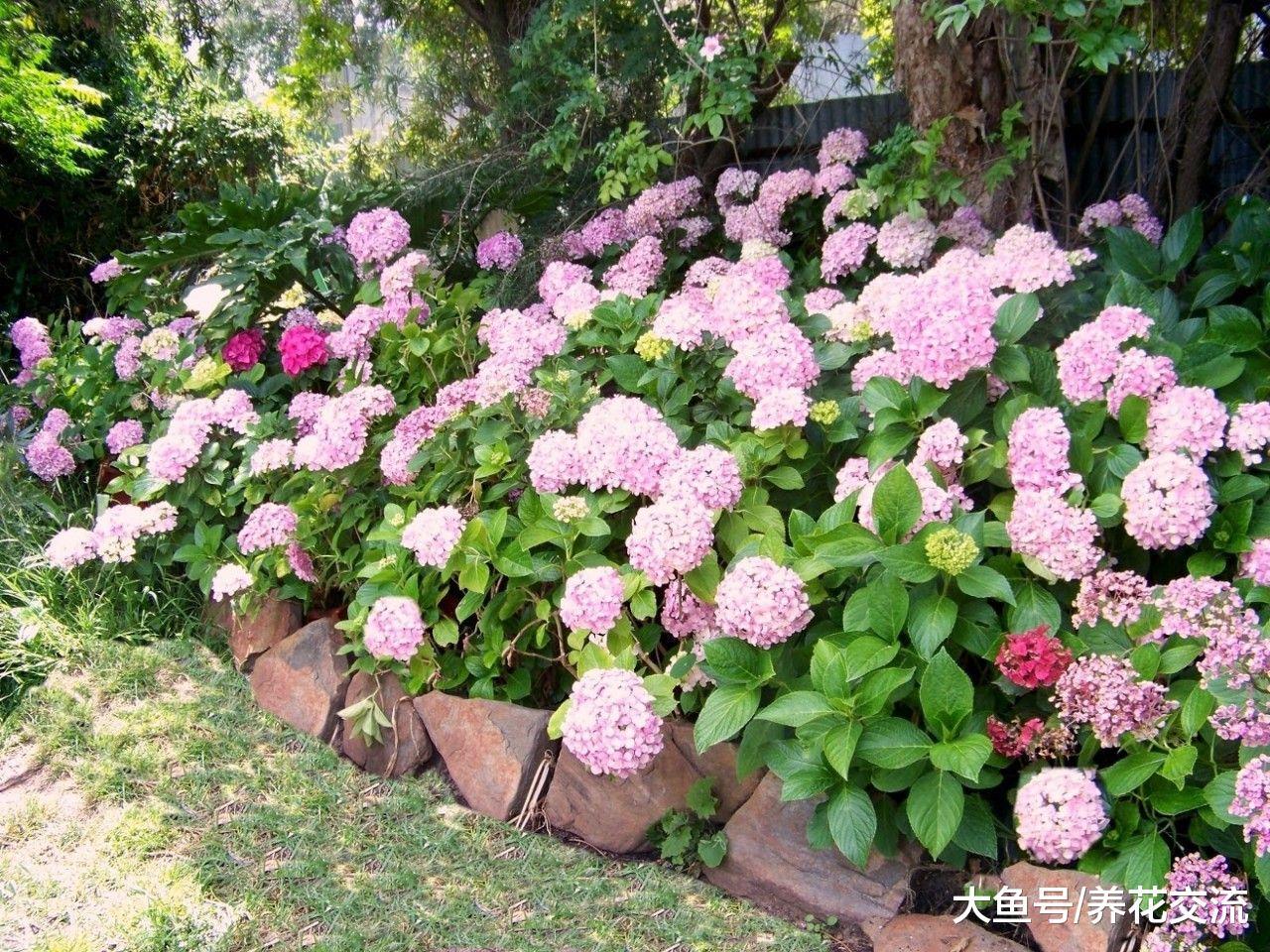 绣球花改变一下土壤的酸碱性, 它的花朵就能变蓝、变粉