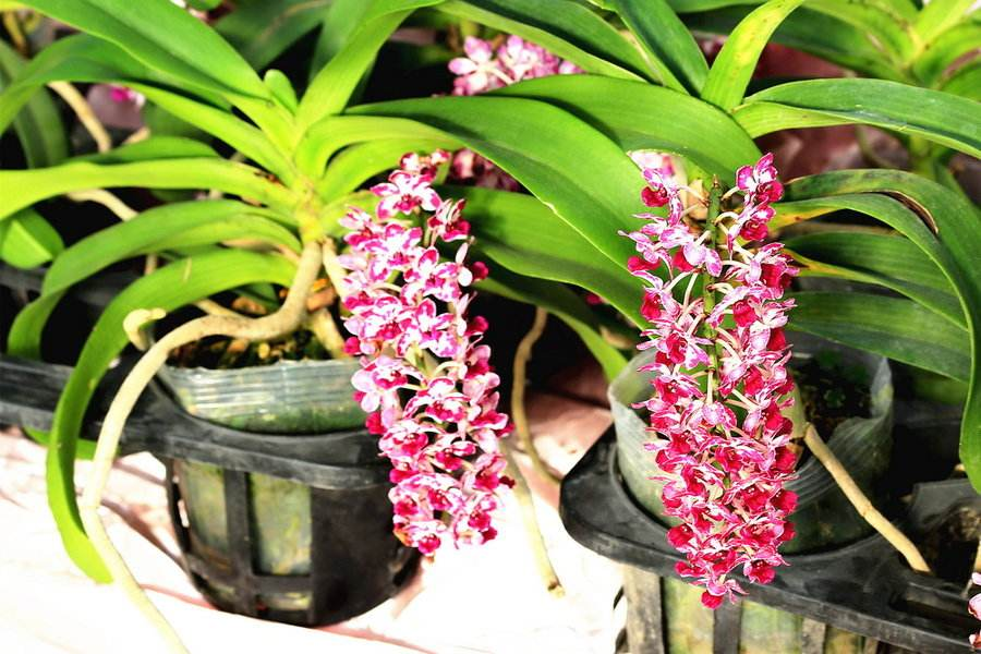 “狐尾兰”盆栽来一盆, 花穗低垂好看, 浇点水就能活!