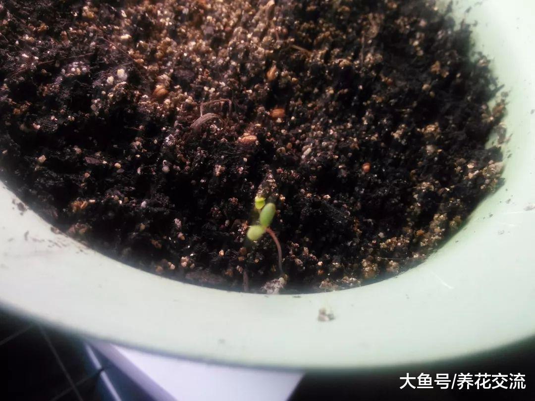 用种子就能繁殖出很多玫瑰和月季, 掌握这些方法就可以了