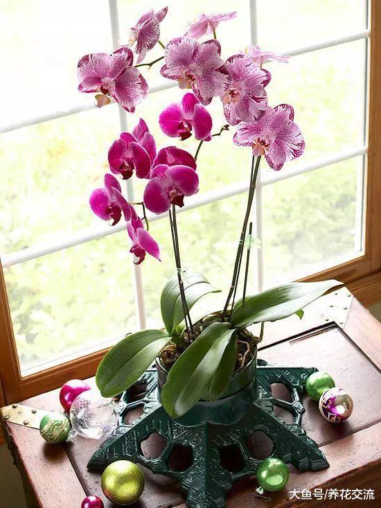 蝴蝶兰给适当的光照, 开花更好, 叶子更加亮泽