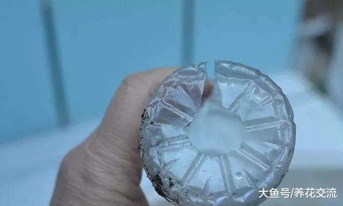 月季花用高枝压条的方法繁殖, 移栽后就能成活