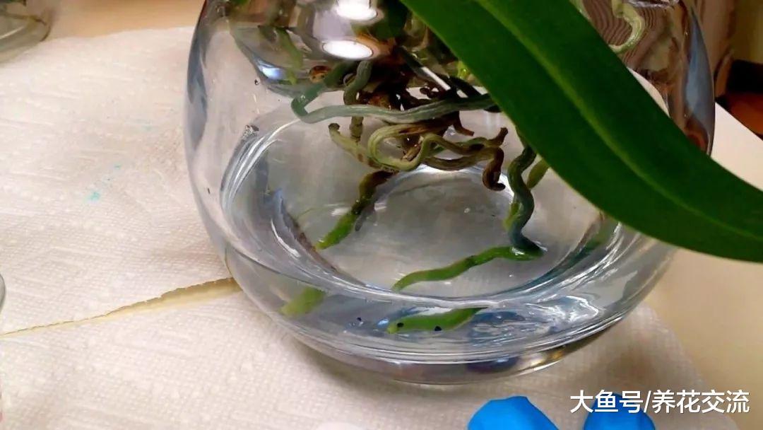 水培的植物应该如何施肥, 有什么需要注意的地方?