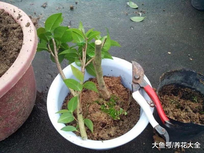 想让茶花长得壮, 那就用嫁接, 简单易操作!