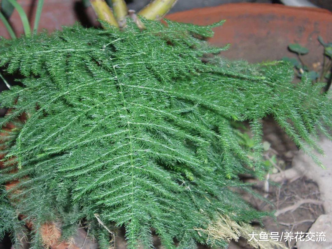 文竹养桌面上怎样才能常年翠绿, 根系不长咋办?
