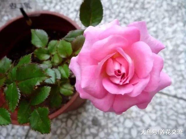 养护月季花夏季最容易出现的七个病虫害, 新手要这么解决这些难题