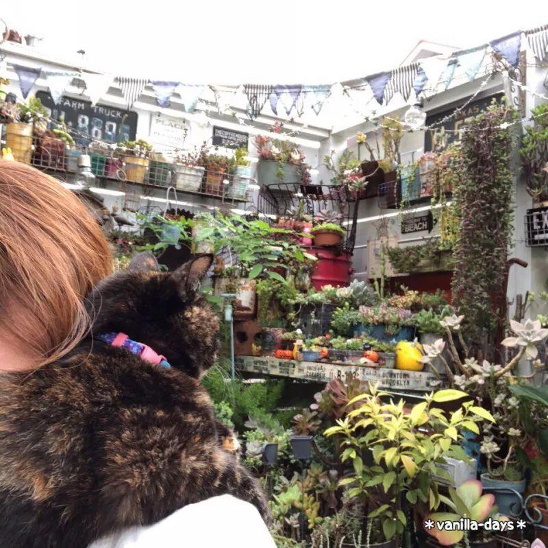 她家的猫, 陪主人一起养多肉, 满院子都塞不下了!