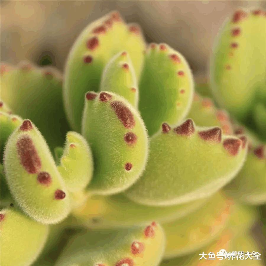 春天就养这18种多肉, 财运福运桃花运好运爆