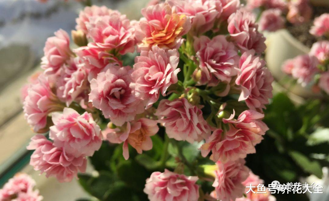 掉的花瓣别乱扔, 简单一加工, 就是养花好宝贝!