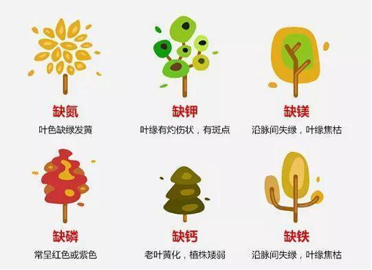 绿萝叶子藏有小机关, 教你一招, 呼呼冒芽长满盆!