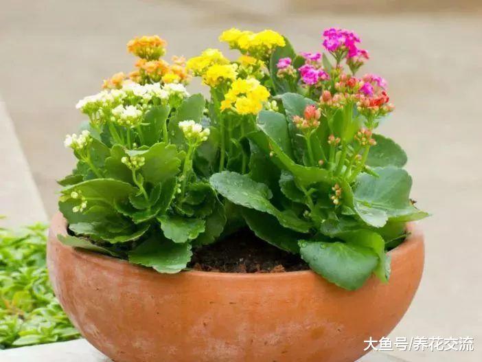 在窗台上养的长寿花盆栽也能每年开花, 注意好这几点就没问题