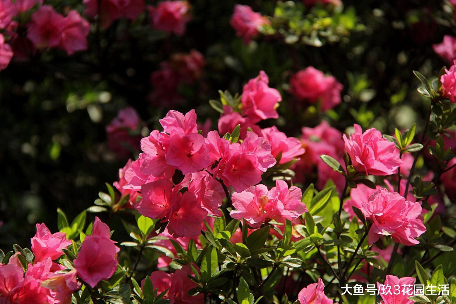 从杜鹃花走近中国园林文化