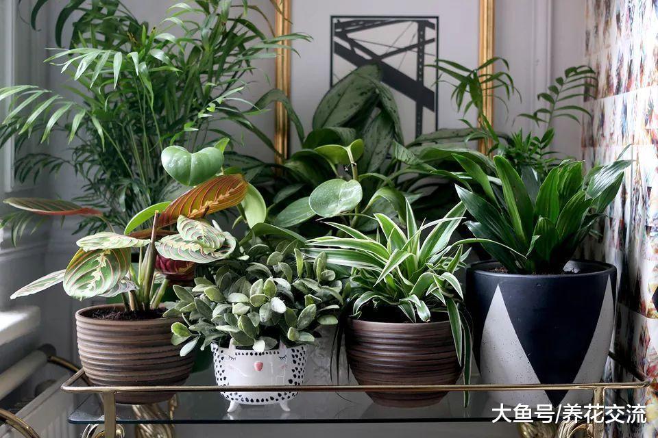 14个布置室内盆栽植物的绝佳创意, 家里养多少盆花卉都不显得乱