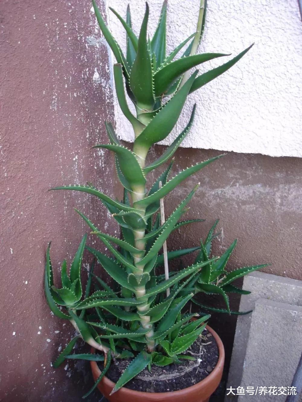 植物没有定期转盆的后果, 花期的盆栽摆哪里最好