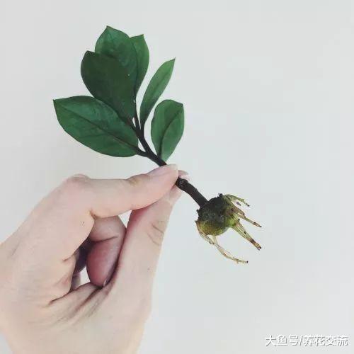 办公室植物繁殖的常用技巧, 有这三种方法就够用了