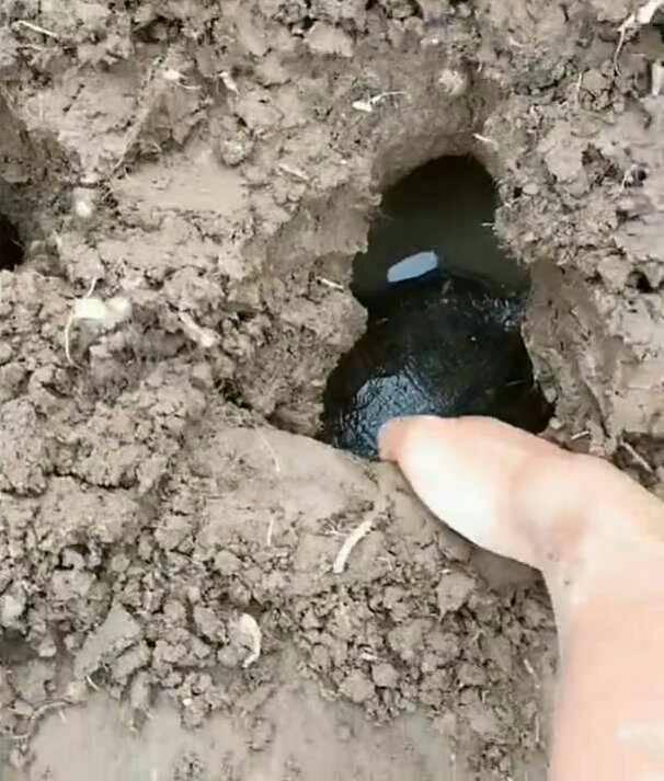 小伙田里挖坑, 挖出的东西让他觉得太神奇了