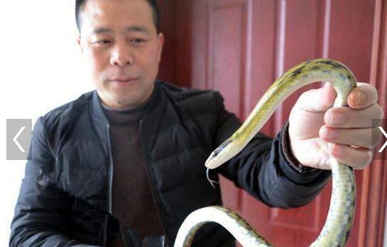 男子独创生吞活蛇绝技, 成功背后却是无尽心酸, 让人钦佩不已