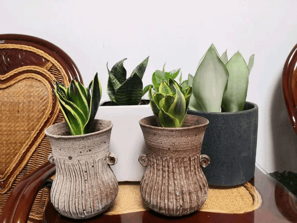 家里干燥别担心, 虎皮兰加层保护罩, 叶子依旧油绿绿!