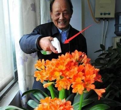 养君子兰, 有“3个”误区, 避开后越长越旺, 叶片油绿、开花艳