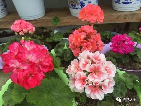 休眠的天竺葵, 学会这样养, 轻轻松松过夏天!