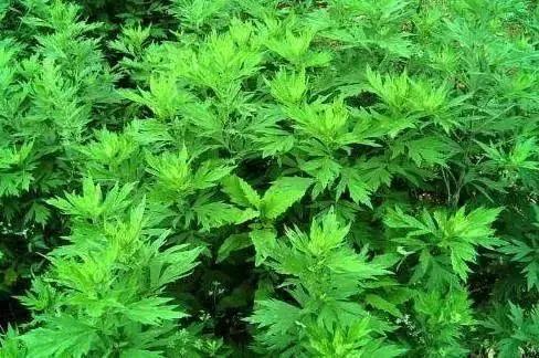 一直被蚊子咬? 那是因为你少了这些驱蚊草, 养一盆整个夏天不用蚊香!