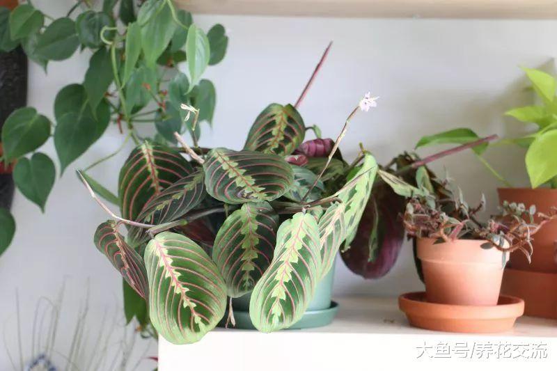 花友把家里的置物架养成小花园, 种上这些植物就足够了