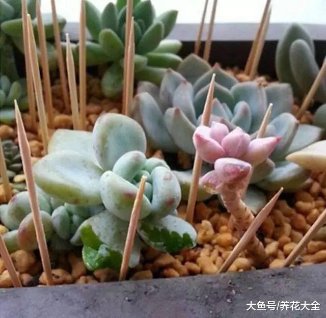 多肉越养越小? 那是你没浇对水, 赶紧看看解决方法吧!