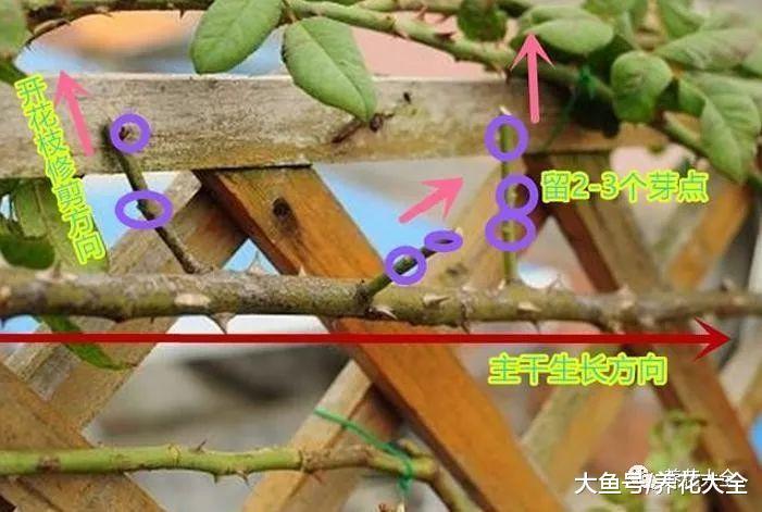 想让月季不招虫? 学会这一招, 越养花越大!