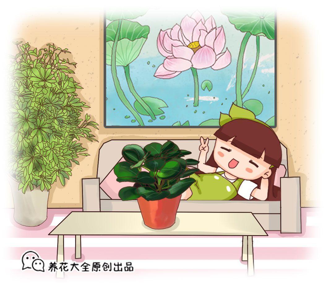 家里这7个角落摆对了花, 全家老小都健康, 一年顺风顺水!