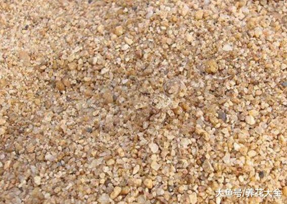 这6种小东西, 可是养花的宝贝, 用了再也不怕兰花烂根了!