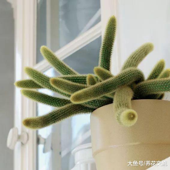 养成吊盆可以长两米多的鼠尾掌, 还能开出迷人的粉色大花
