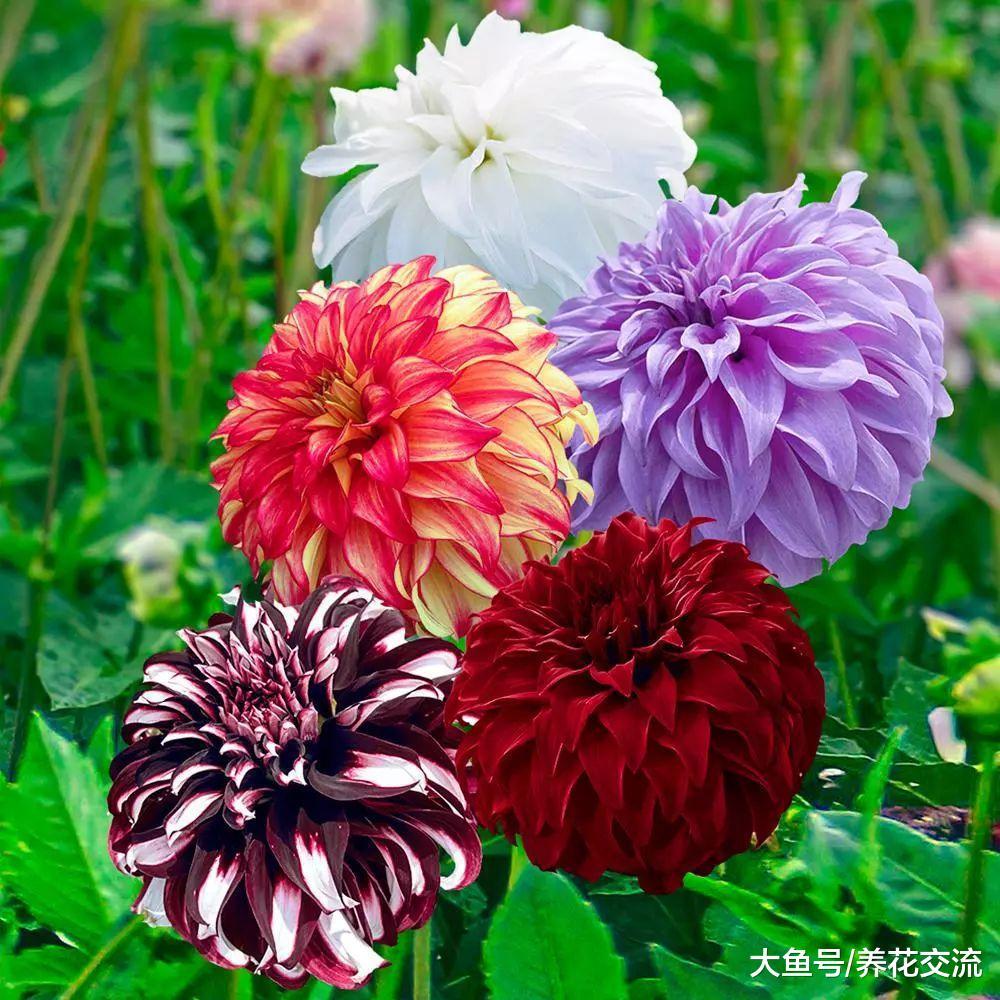 种好球根花卉需要掌握的几个技巧, 郁金香、洋水仙随便养开花