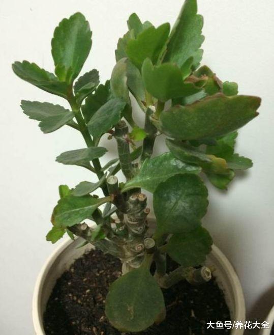 长寿蟹爪兰开花后剪1刀, 养1盆旺1盆, 想咋开就咋开!