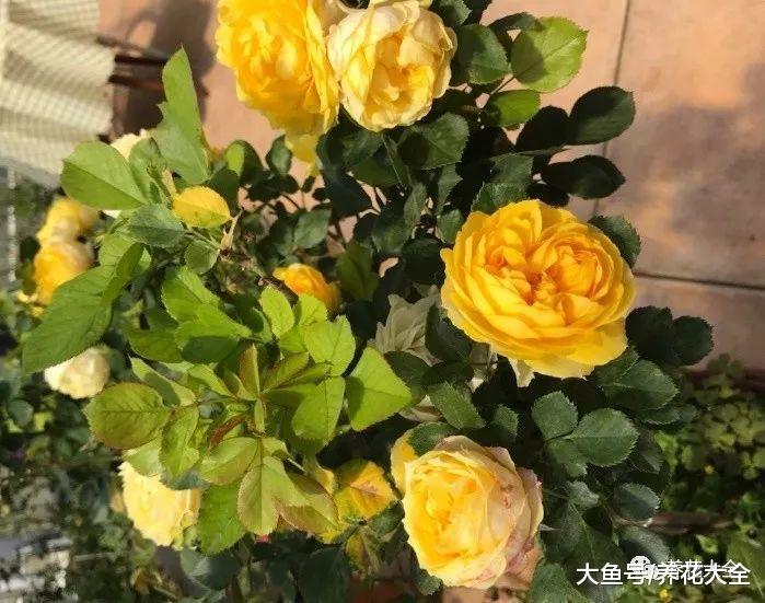 植物长歪了别着急扔, 这样剪一刀, 比原来的还要好看!