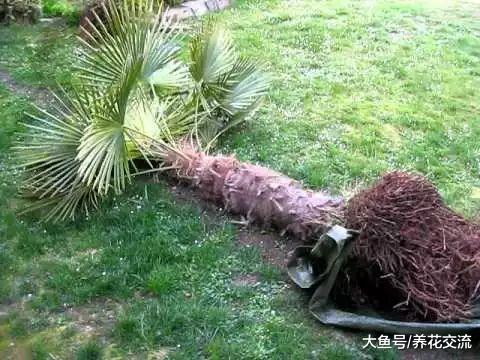 灌木花卉用这方法移栽才不会死, 很容易恢复开花旺盛的状态