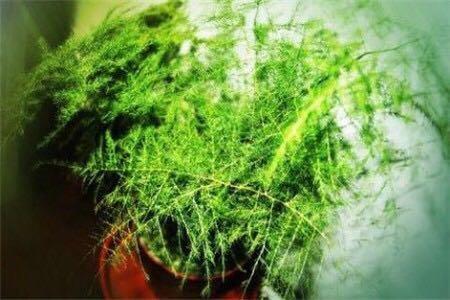 刚抽芽的“文竹”容易死, 滴点这个, 20天就能长爆盆!