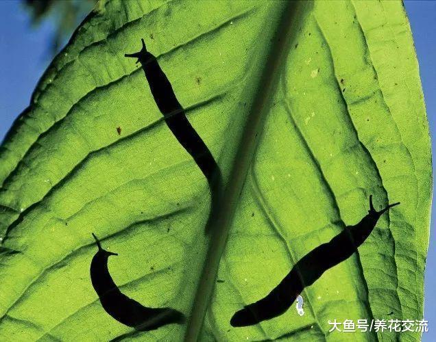 小苏打用来养花的几大好处, 在花园里常见的7大用处