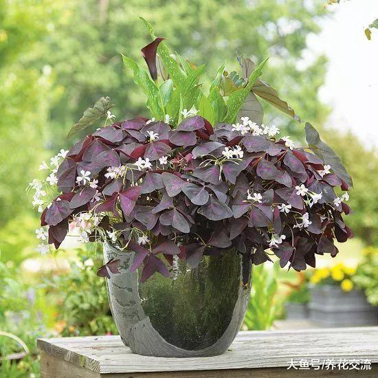 这12种盆栽植物养在室内看起来特浪漫, 新手也能将它们养爆盆