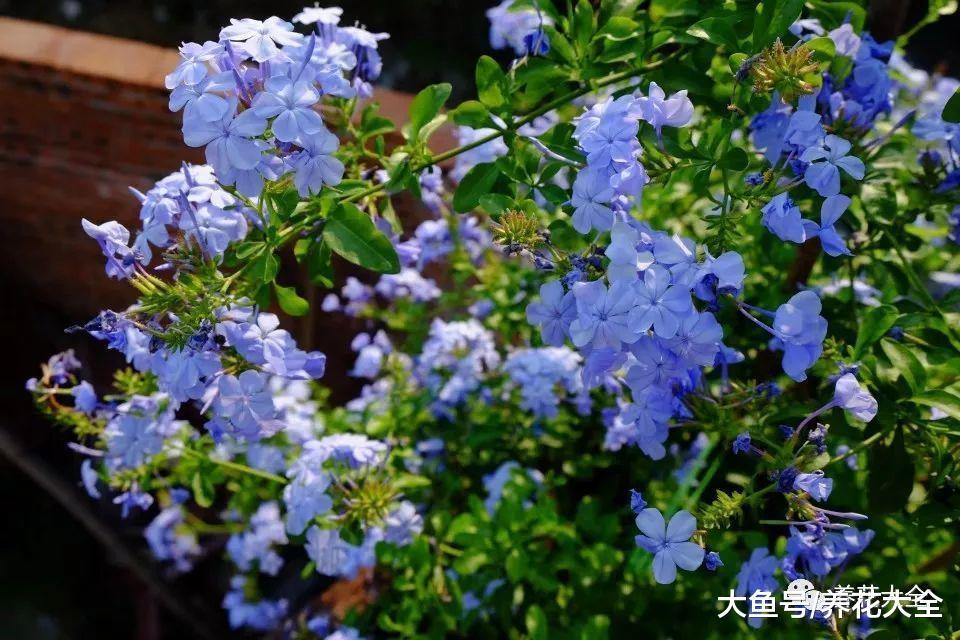 这6种蓝色系的花, 简单养一盆, 都能清凉一夏!