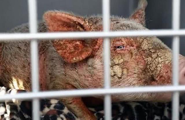 主人抛弃患病小猪, 只因小猪患了这种怪病, 治好后肠子悔青