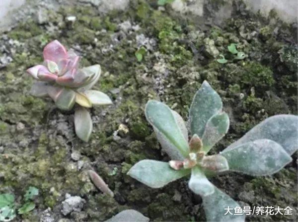 手把手教你多肉换盆, 只要学会了, 叶子变得肉嘟嘟!