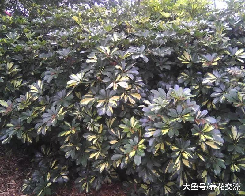 叶子斑斓的花叶鸭脚木能养成盆栽, 还能很好地净化空气